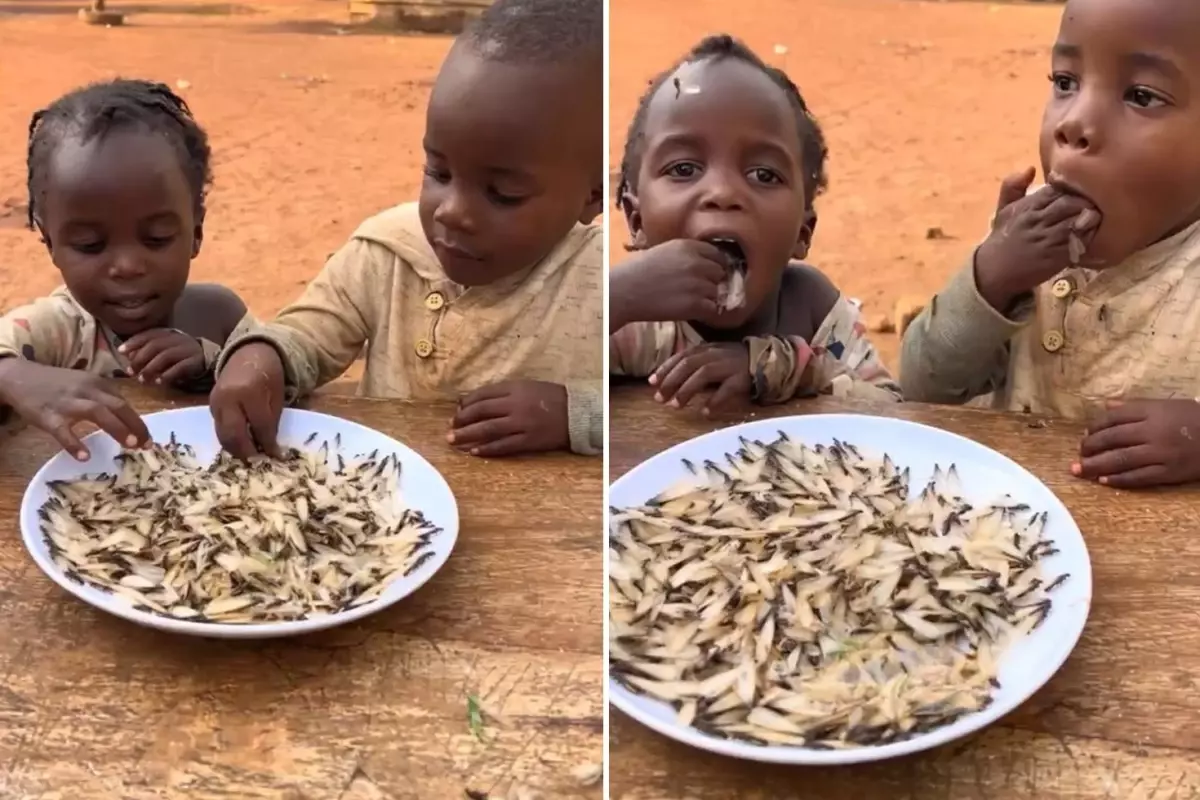 Yapay zeka Değil Gerçek! Termit Böcekleri, Ugandalı Çocukların Açlıkla Mücadelede Yeni “Cips”i Oldu