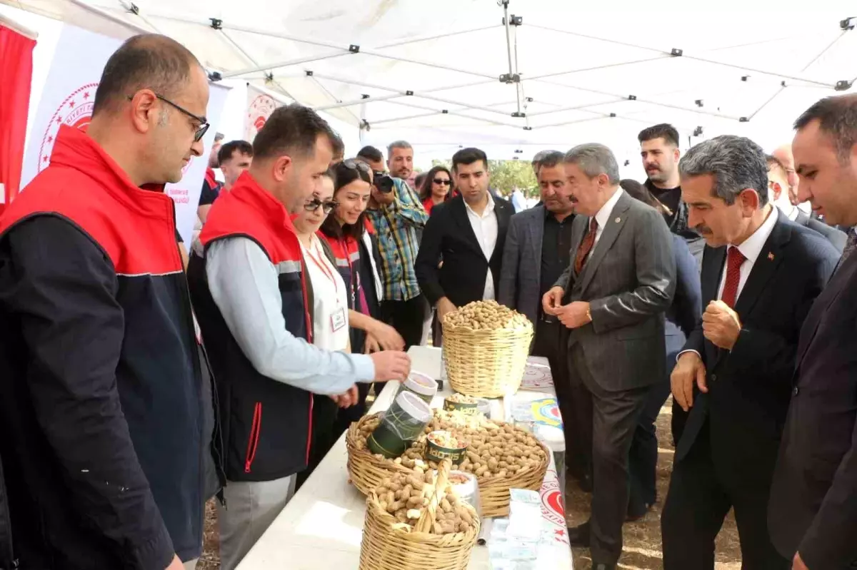 Silopi’de 25 Bin Ton Yer Fıstığı Hasat Şenliği Coşkusu