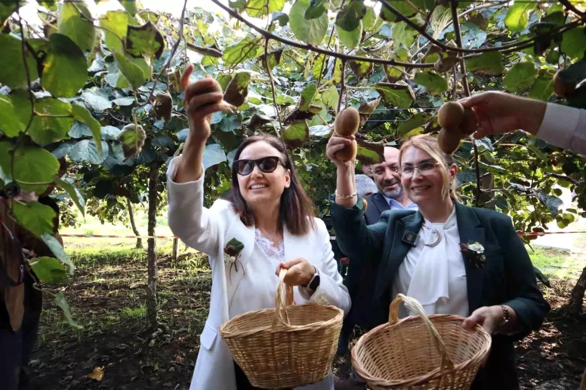 Yalova’nın Coğrafi İşaretli Kivisinin Hasadı Resmi Açıldı