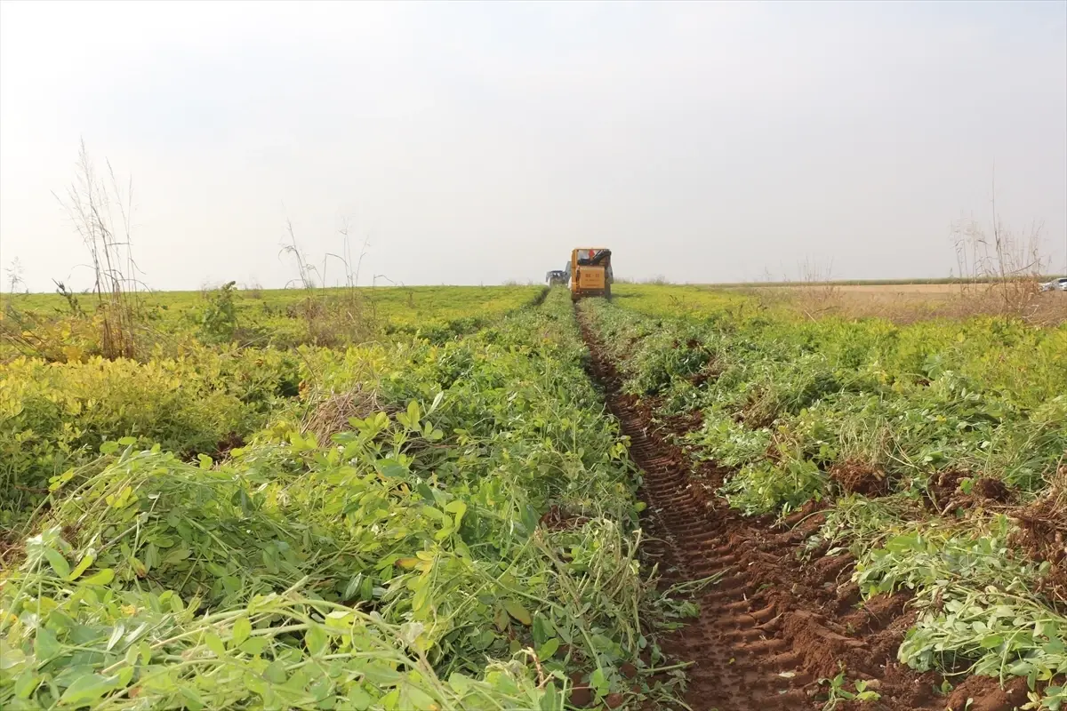 Silopi’de Yer Fıstığı Hasat Şenliği ve Tarımda Yeni İvme