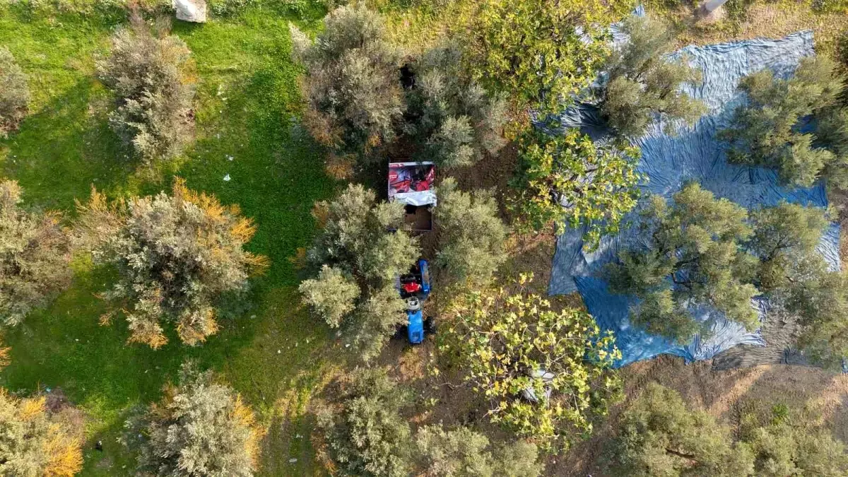 Zeytin Hasadı Marmarabirlik’ten Rekor 70 Bin Ton Alım ve 50 Milyon Dolar İhracat Hedefiyle Başladı