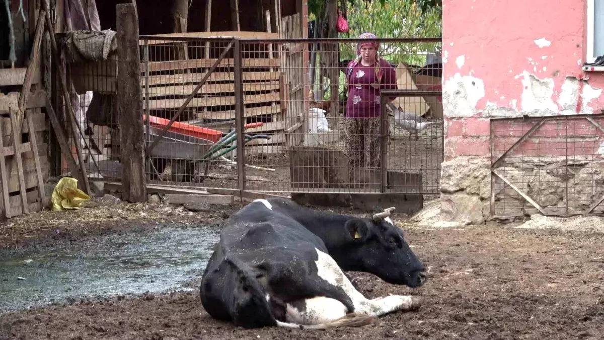 Şap Hastalığına Yeni Varyant Tehdidi: Üreticiler Endişeli