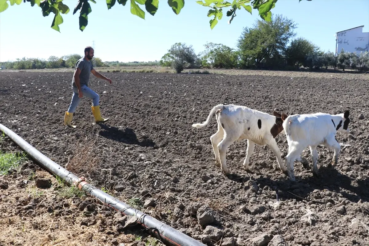 Davut Budamlı’nın Süt Çiftliği Hayali Gerçekleşti