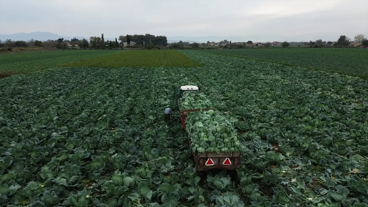 Bafra’da Beyaz Lahana Hasadı Başladı: 125 Bin Ton Üretim Bekleniyor
