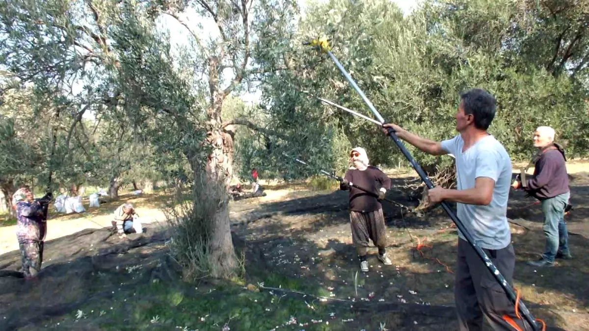 Burhaniye’de Zeytin Hasadı Makinelerle Kolaylaşıyor