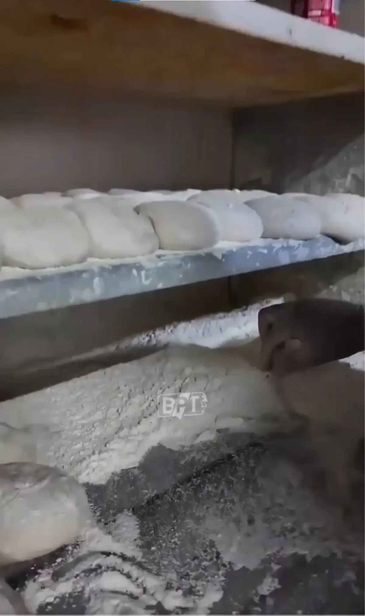 İstanbul’da ekmek fırınında mide bulandıran görüntüler