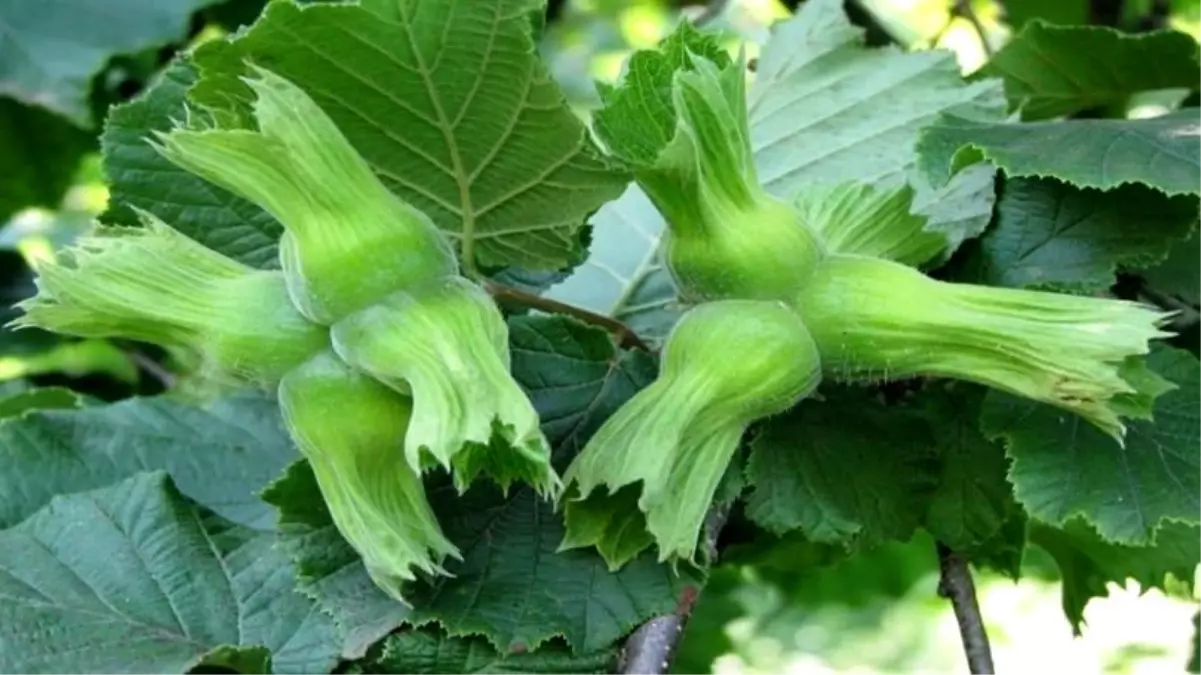 DÜZCE’DEN FİNDIK İHRACATINDA REKOR SAYILAR!