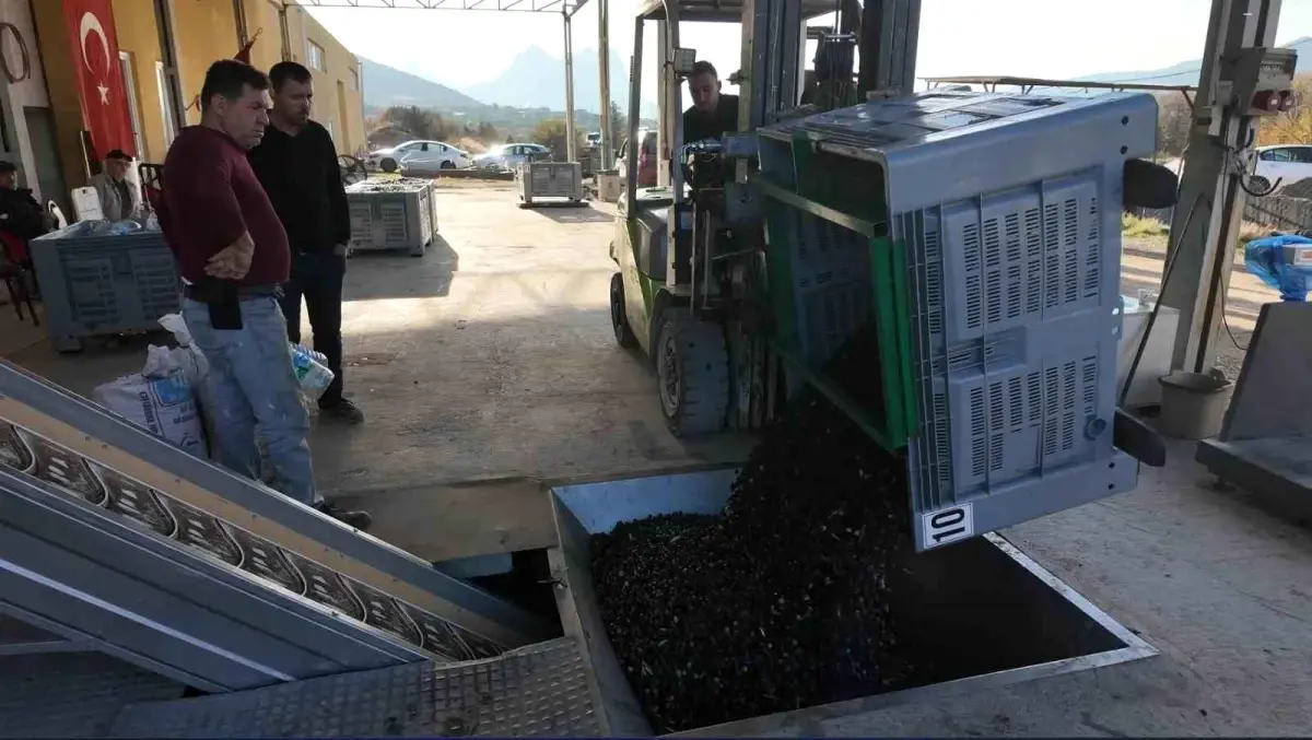 Sarıcakaya’da Düşük Asit Oranlı Soğuk Sıkım Zeytinyağı Üretimi Artıyor