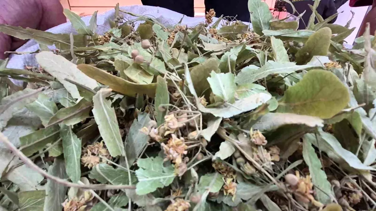 Ihlamur Fiyatları Yarı Yarıya Düştü – Kışın Şifa Deposu Tekrar Çok Ucuz!