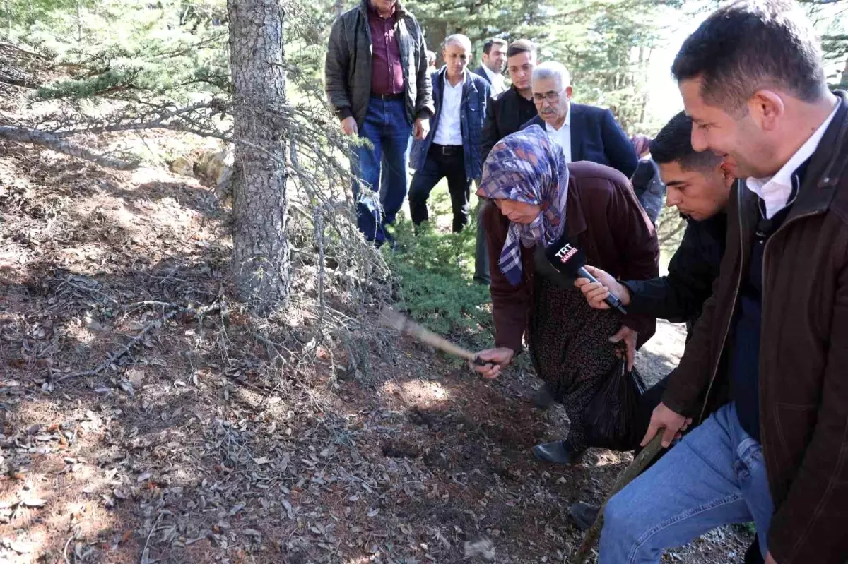 Adana’da Sedir Mantarında Dikkatli Toplama Uyarısı