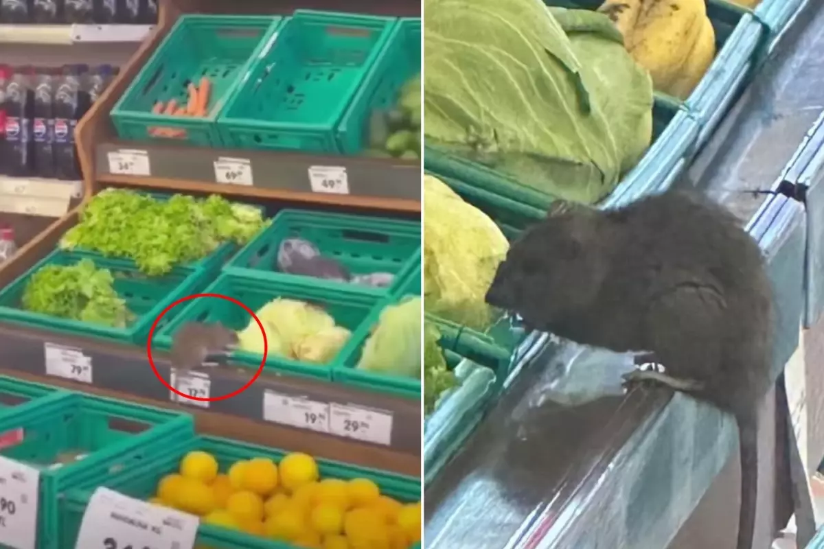 3 Harfli Market Zincirinde Skandal Görüntü: Manav Reyonunda Fare Görüldü
