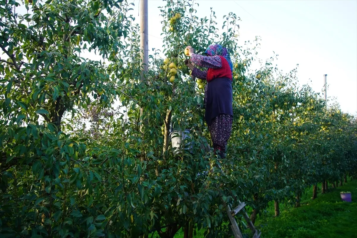 Edirne’de Meyvecilik Yeni Gelir Kaynağı Oluyor