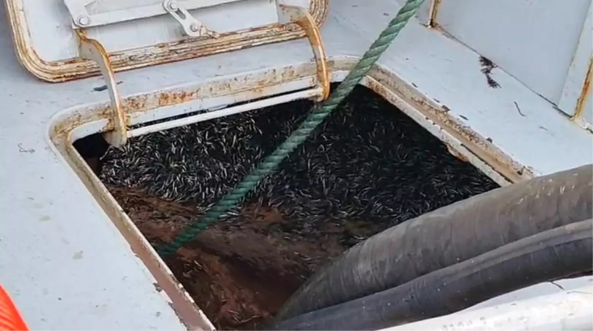 Trabzon’da Hamsi Bolluğu: Araklı Açıkları Balıkçılar İçin Cennet Oldu