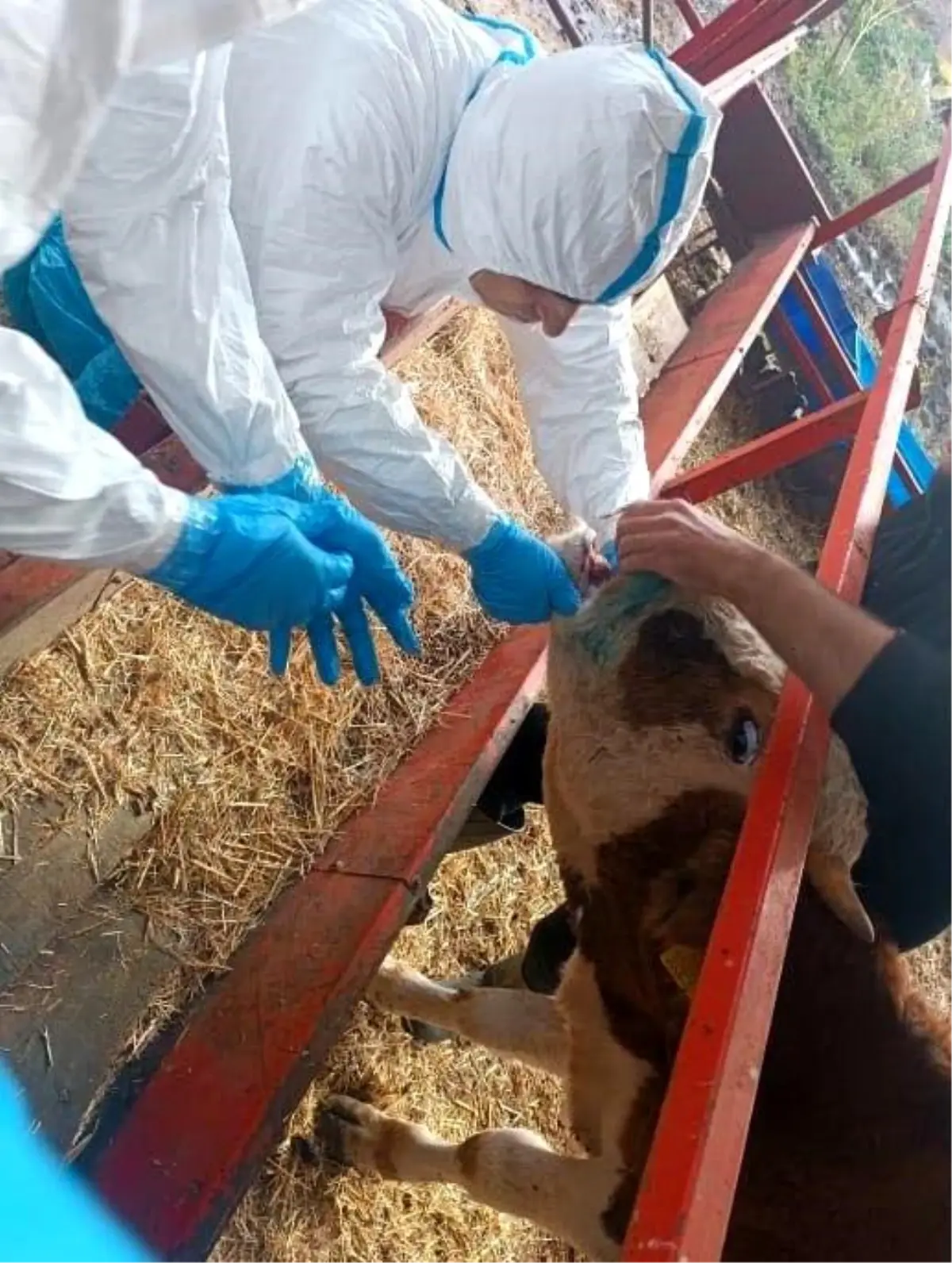 Nazilli’de Şap Hastalığıyla Mücadele