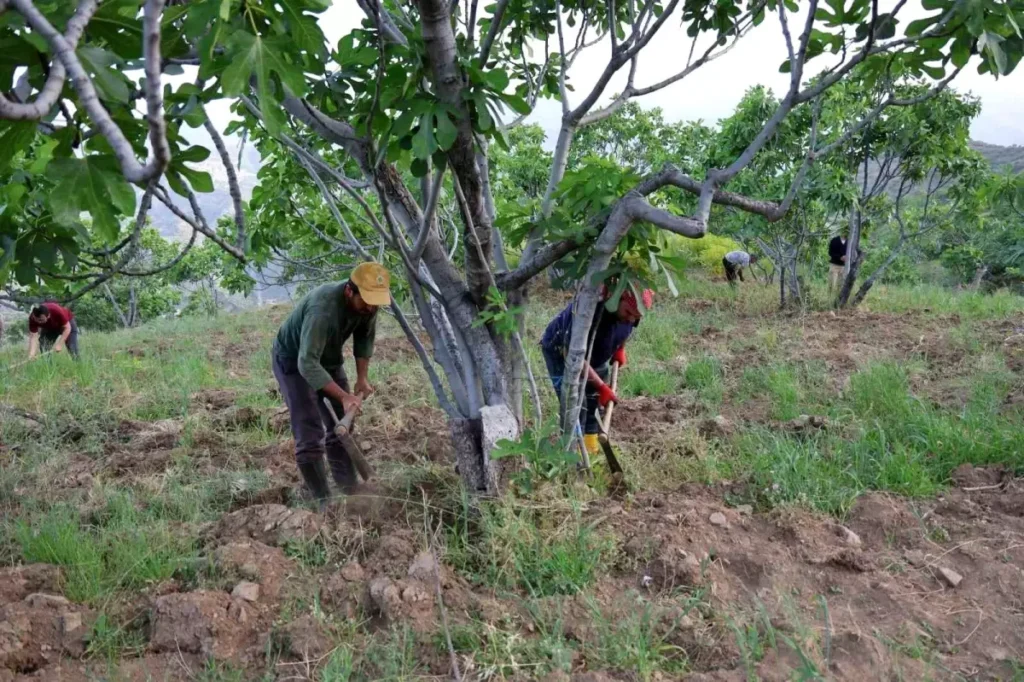 Aydın’da Çiftçilerin Zorlu Incir Sezonu Hazırlığı