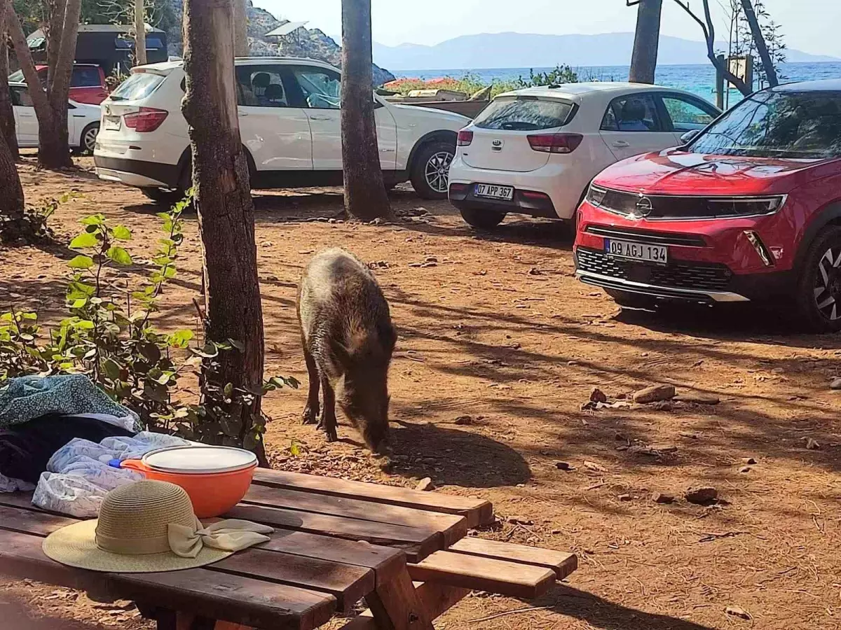 Tatilci Kadının Çantası Yaban Domuzları Tarafından Kaçırıldı