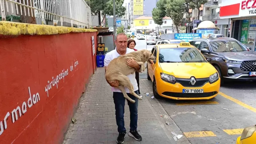 Hayvansever Taksici Köpeğin Canını Kurtardı
