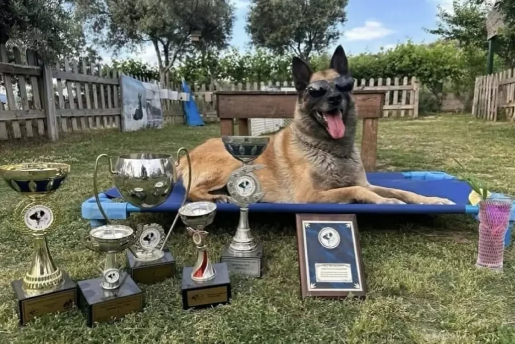 Kahraman Köpek Bob Hayatını Kaybetti