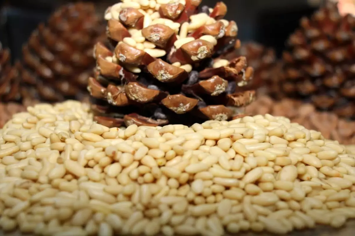 “Aydın Çam Fıstığı Avrupa Birliği’nde Tescil Edildi”