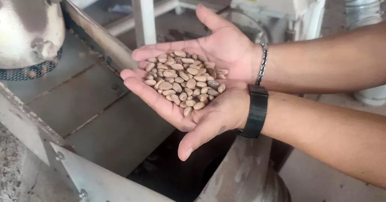 Aydın Çam Fıstığı Dünya Çapında Güçleniyor