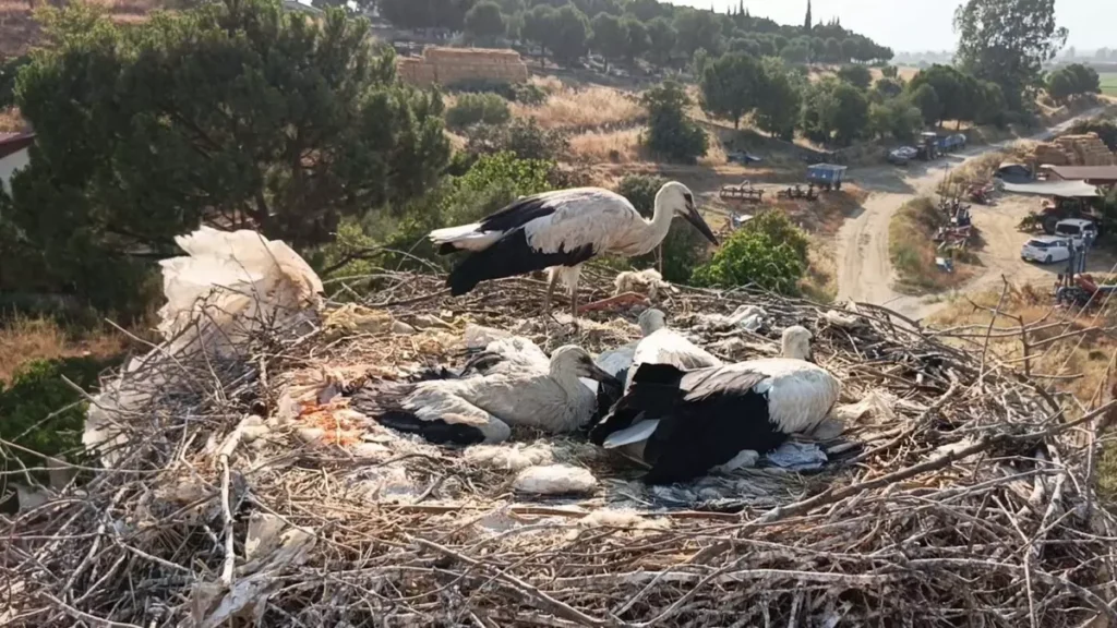 Doğaya Atılan İpler Leylekleri Öldürüyor