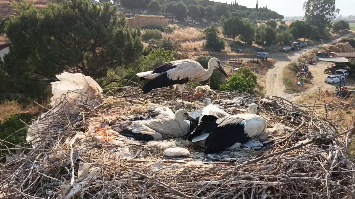 Doğaya Atılan İpler Leylekleri Öldürüyor