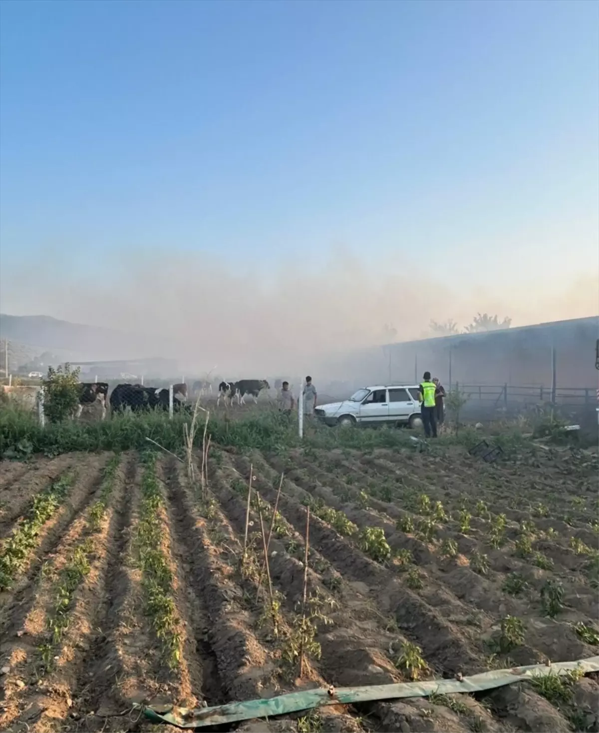 Aydın’da Hayvan Çiftliğinde Yangın: 4 Hayvan Telef Oldu