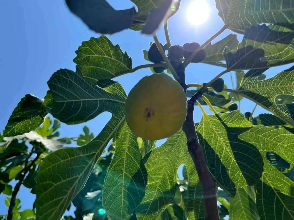 İncir Hasadı Aydın’da Başladı: 42 Çeşit İncir Üretimi