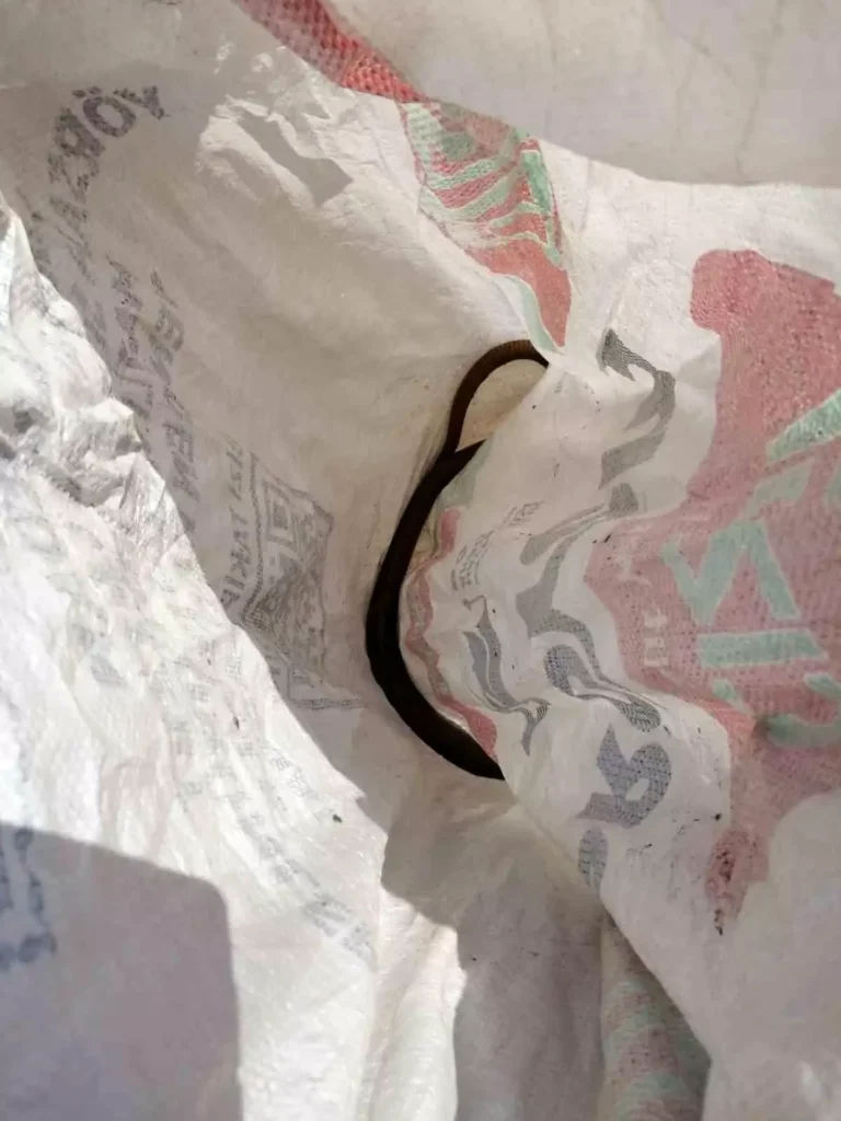 İtfaiyeden Yılan Operasyonu