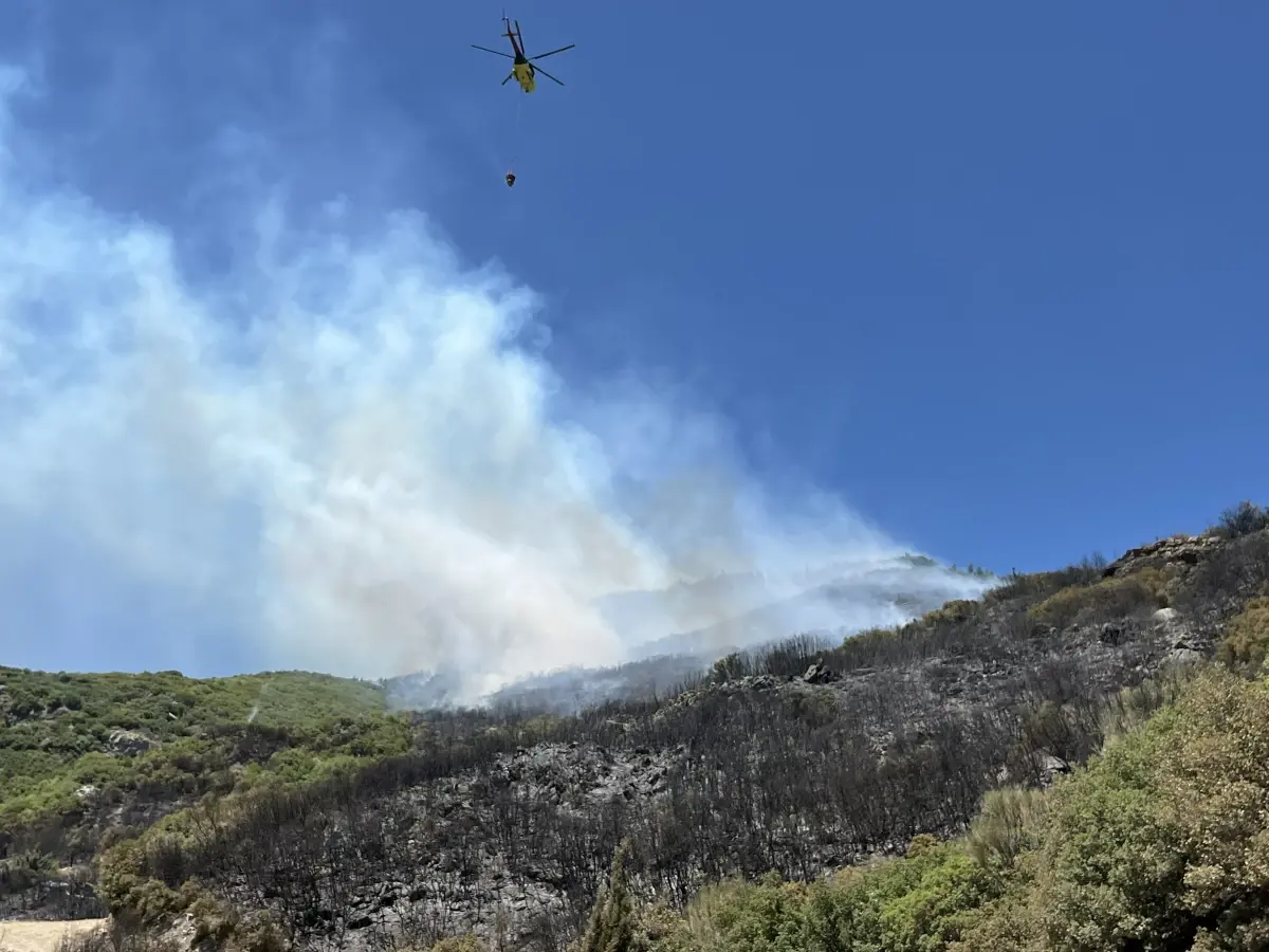 Aydın’da Ormanda Yangın: Ekipler Seferber Oldu