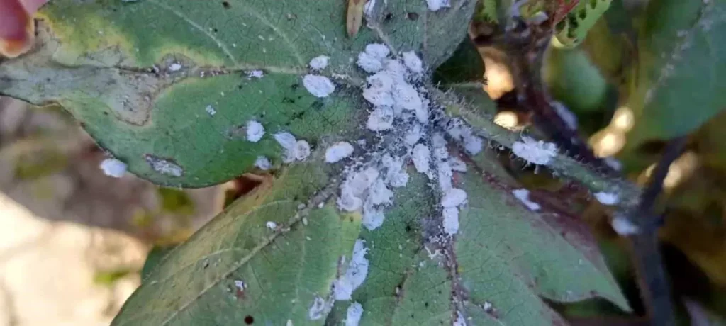 Aydın’da Pamuk Üreticilerini Tedirgin Eden Zararlı
