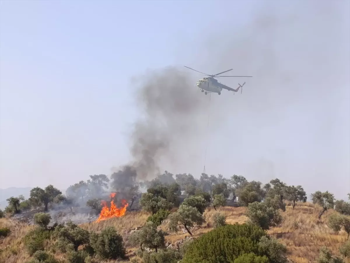 Aydın’ın Koçarlı İlçesinde Zeytinlik Yangını