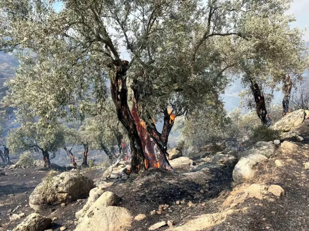 Aydın Efeler’de Zirai Alan Yangını Kontrol Altında