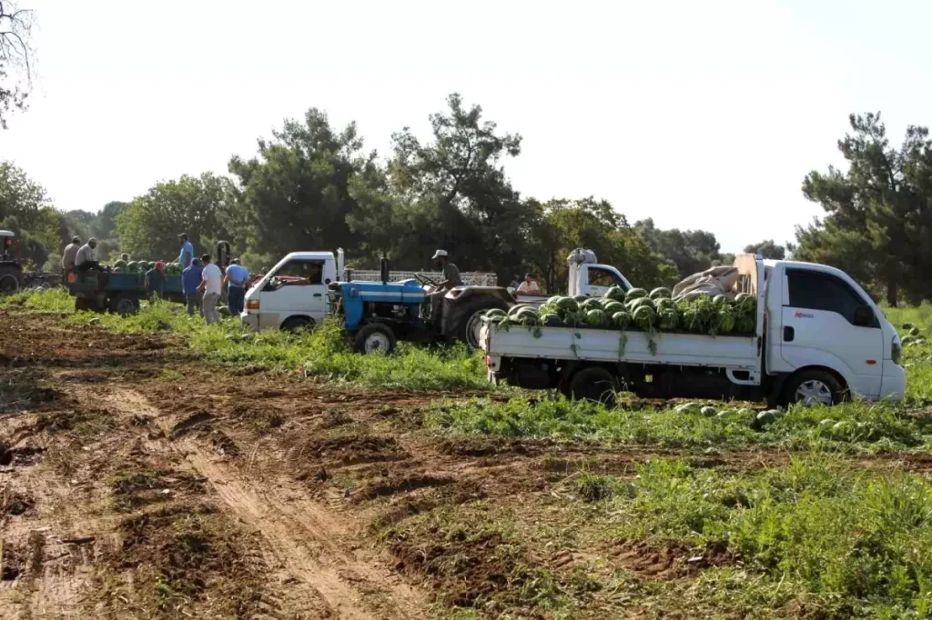 Aydın’da Karpuz Hasadı: Kalite ve Rekoltede Zirvede