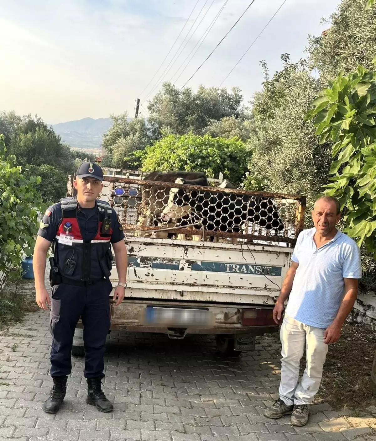 Hayvan Hırsızı Jandarmadan Kaçamadı