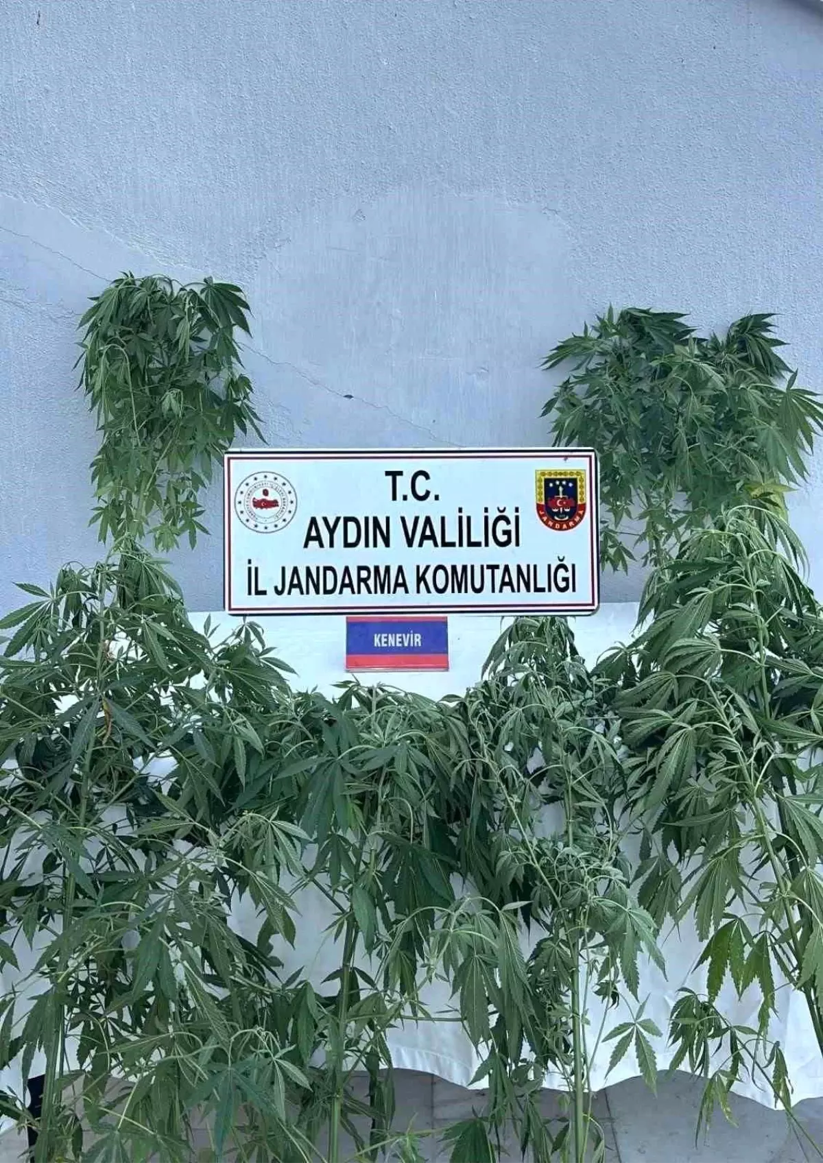 Aydın’da Büyük Uyuşturucu Operasyonu