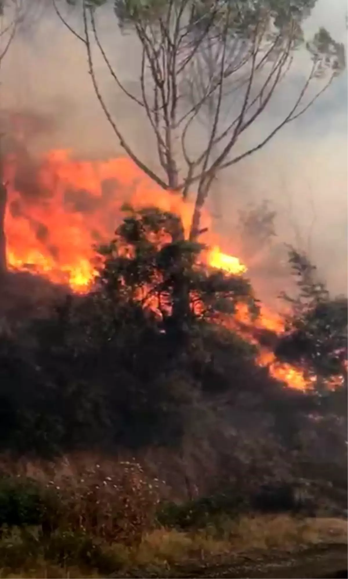 Aydın’ın Koçarlı İlçesinde Fıstık Çamı Yangını