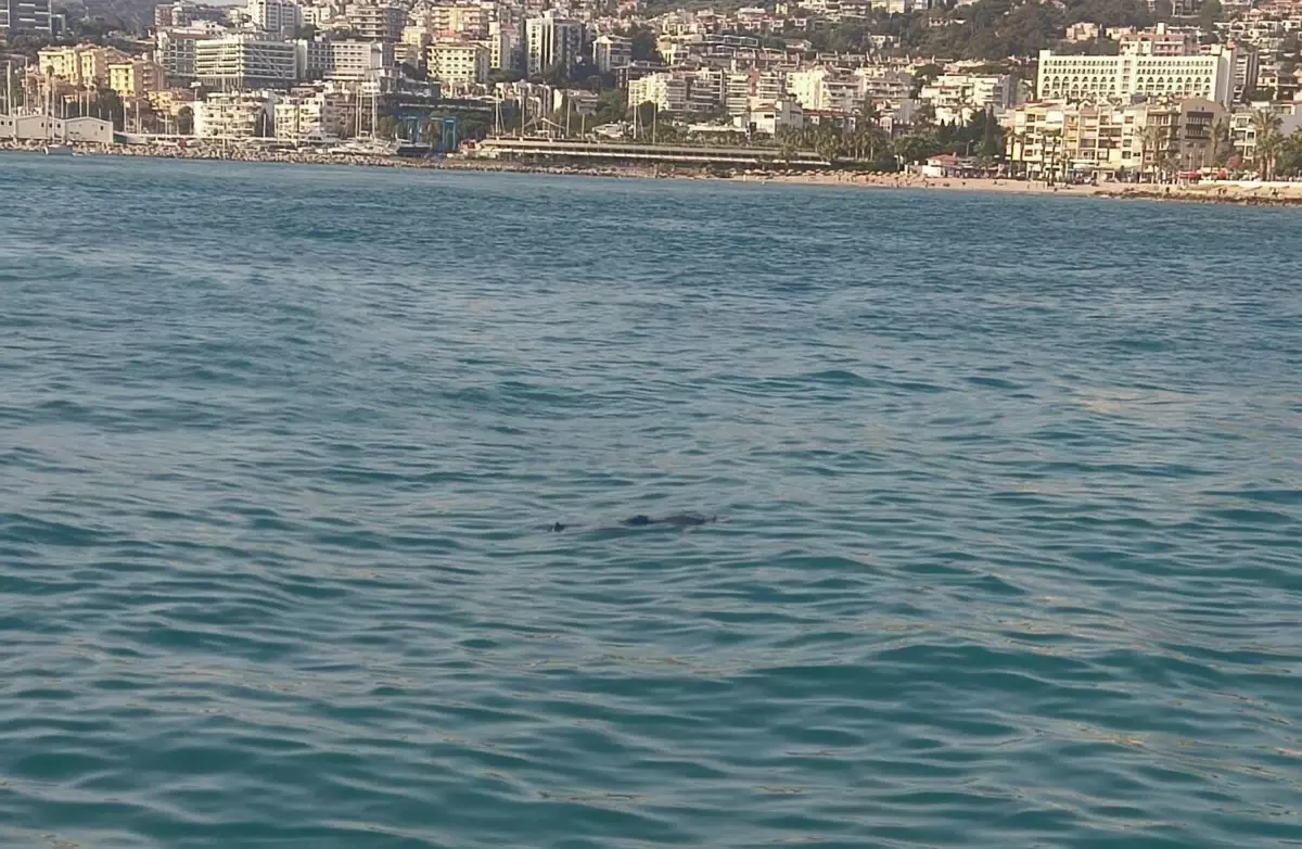 Denizde Kimliği Belirsiz Erkek Cesedi Bulundu