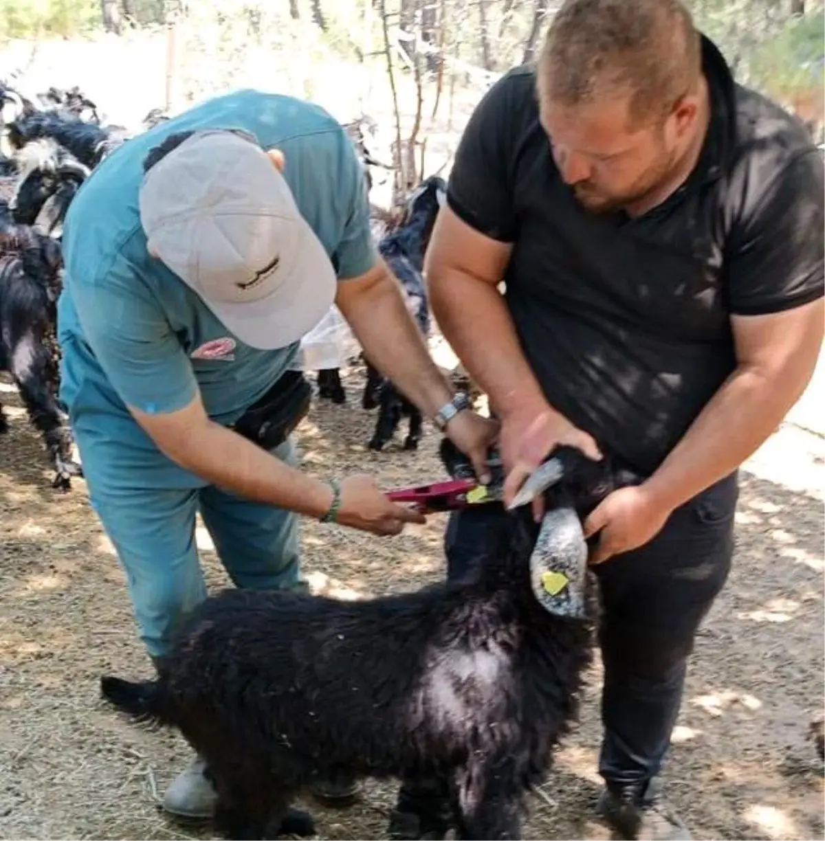 Küçükbaş Hayvanlara Veba ve Çiçek Aşısı Uygulandı