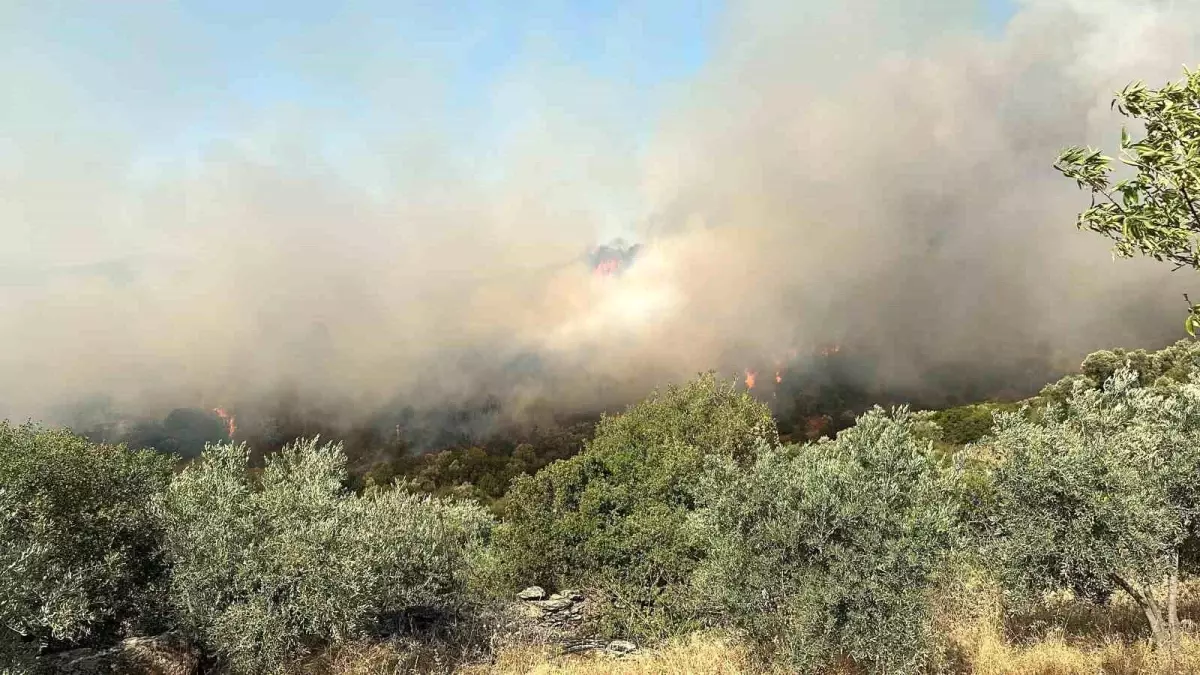 Zeytinlik Alanında Çıkan Yangına Ekiplerin Müdahalesi Sürüyor