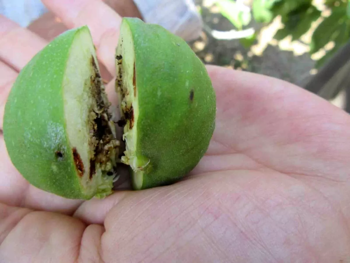 İncir Üreticileri Siyah Sinekle Mücadelede Uyarıldı