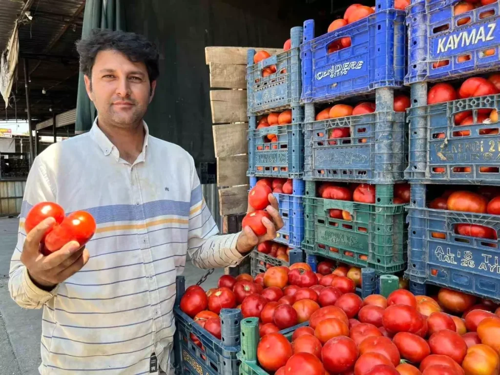 Aydın’ın İncirliova İlçesinde Yerli Domates Hasadı