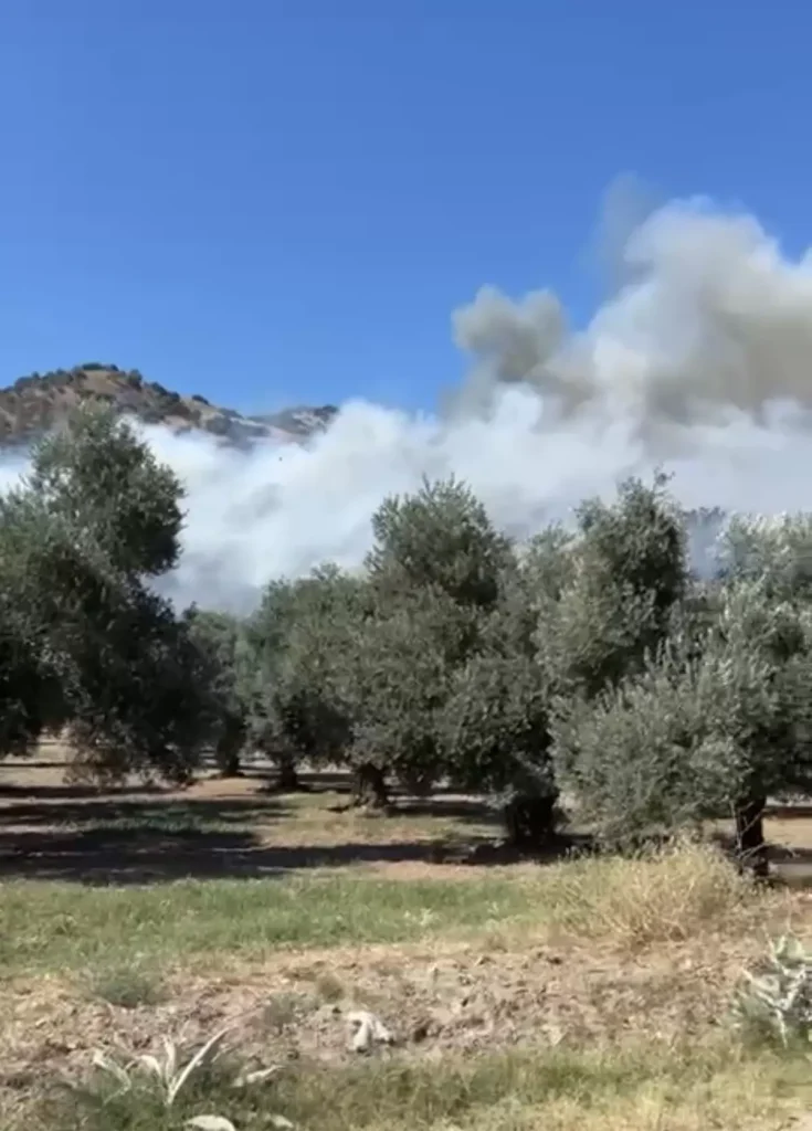 Zeytinlik Yangını Kontrol Altına Alındı