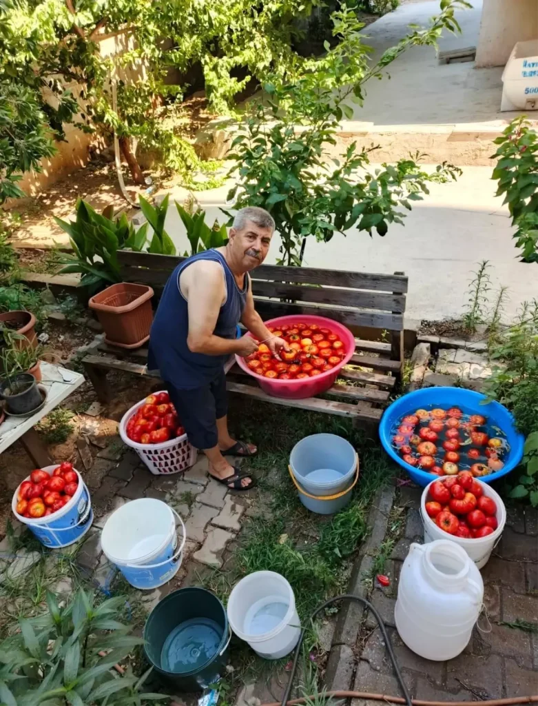 Aydın’da Domates Sezonuna Erken Başlangıç