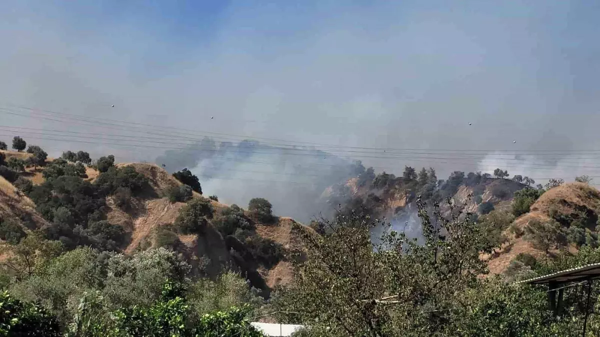 Aydın Efeler’de Zirai Yangın Ormana Sıçradı