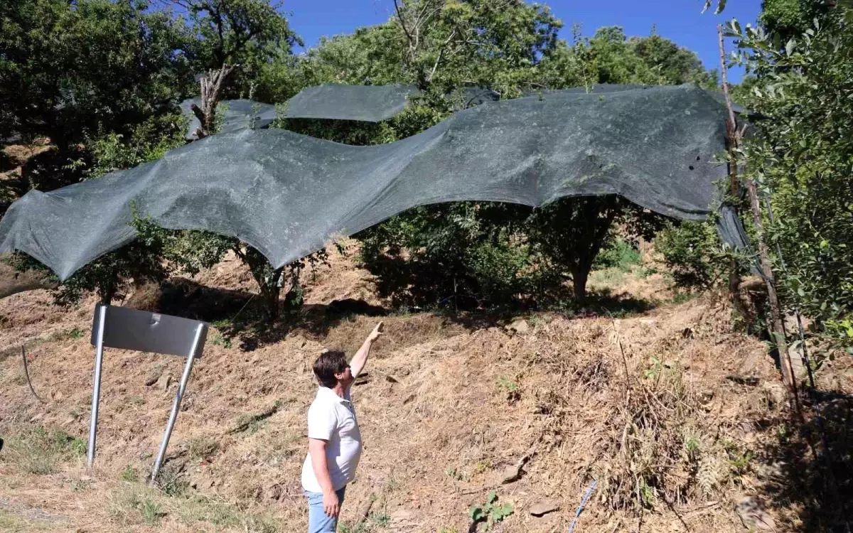 **Ege’de Meyve Verimi Tarihi Düşüşte: Çiftçiler Zor Günler Geçiriyor**