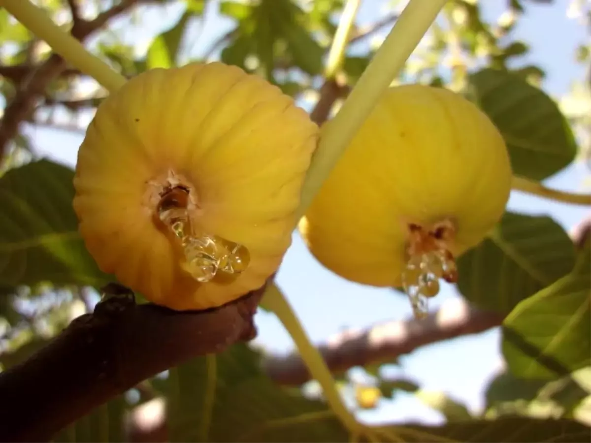 İncir Sezonu Hareketlendi: Hasat ve İhracat Tarihleri Belli Oldu