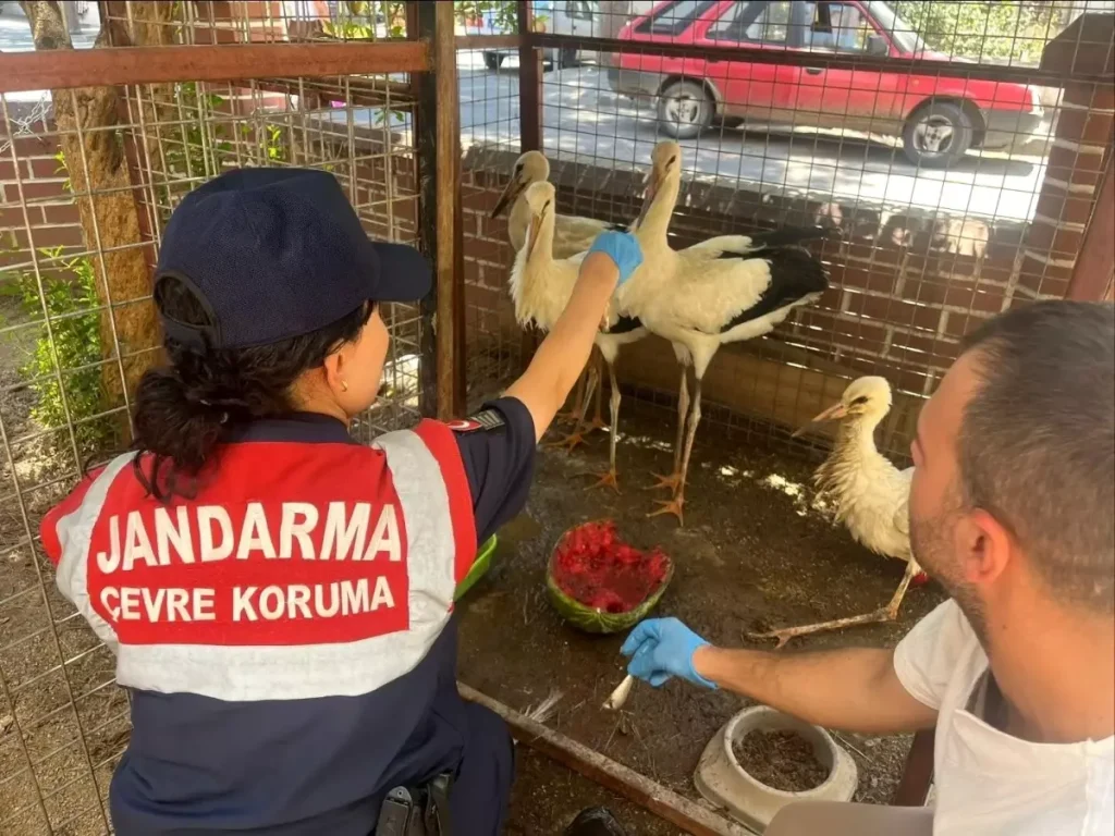 “Jandarma Yaralı Leyleği Veterinere Ulaştırdı”