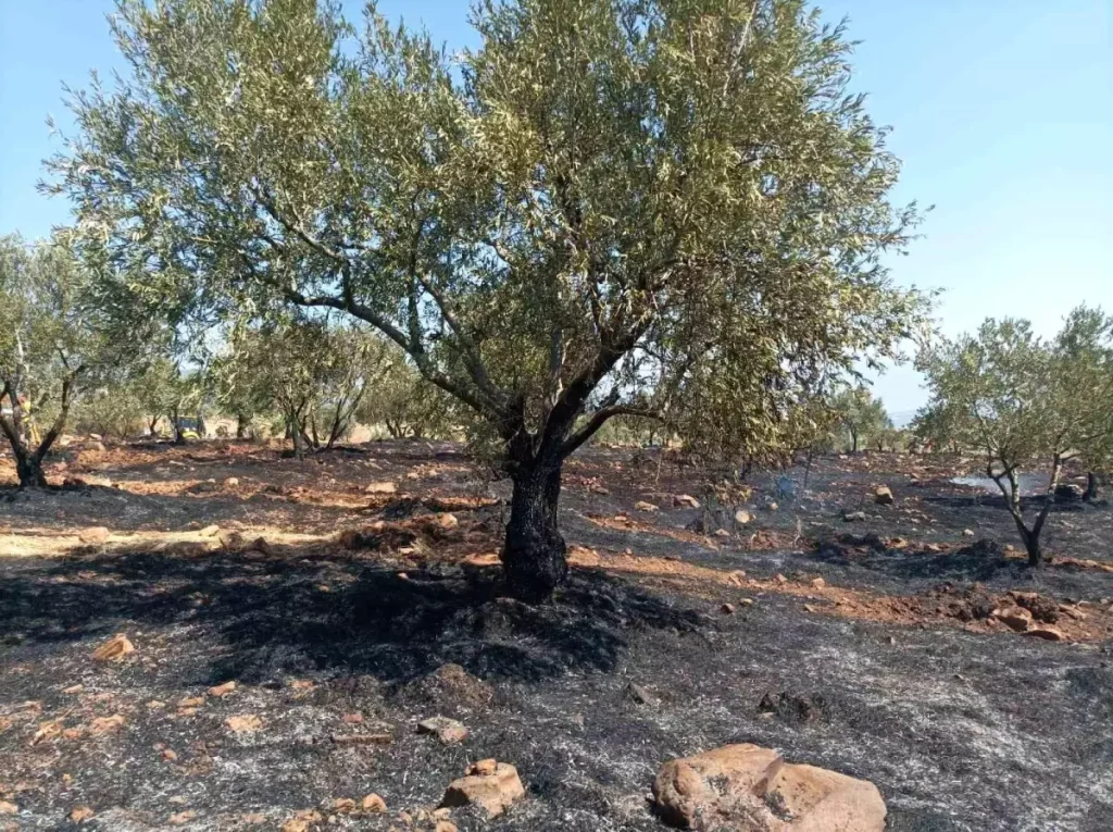 “Karacasu’da Tarım Arazisi Yangını: Dikkat Çağrısı”
