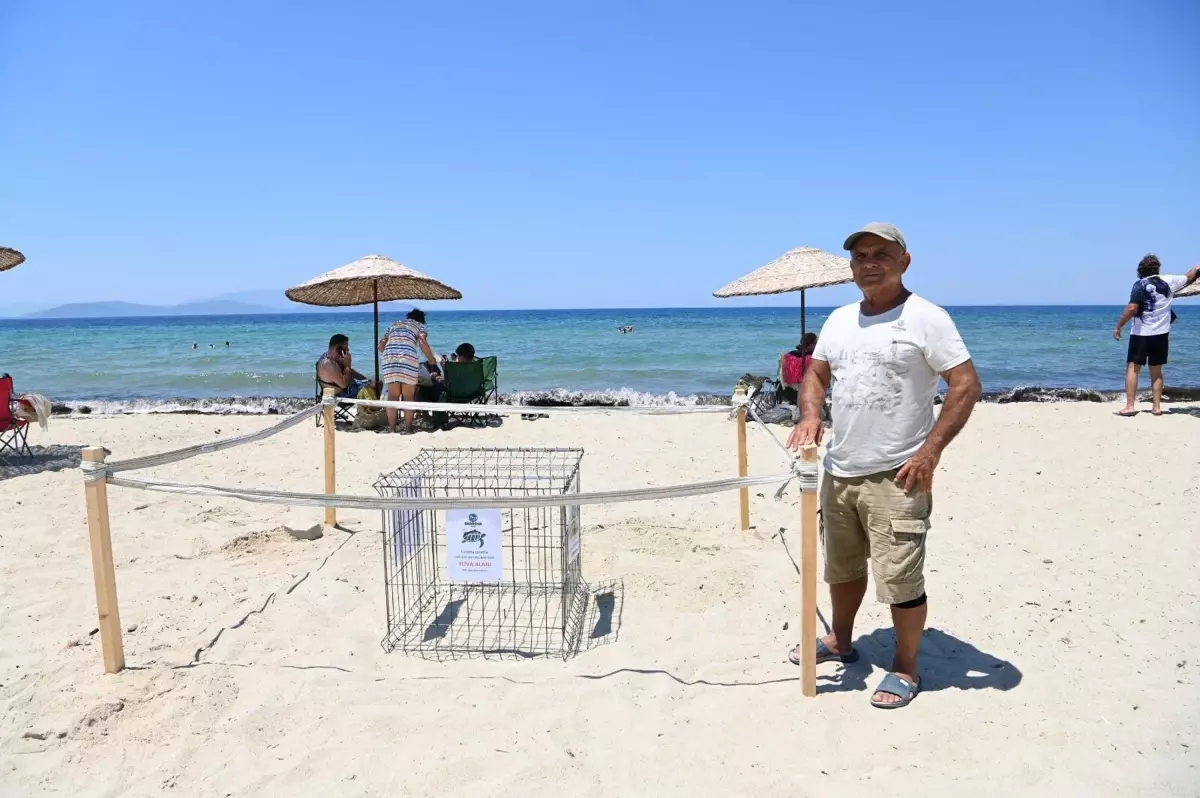 Deniz Kaplumbağaları Kuşadası’nda Yuva Yaptı